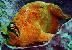 Look how orange this guy is... frogfish in Taiwan.... by Alex Tattersall 